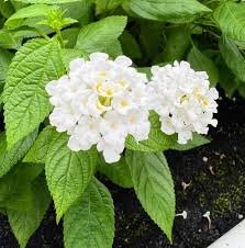 Ravana White (રાવણ વ્હાઈટ)